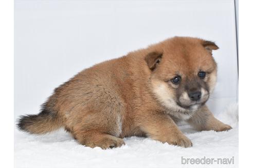 成約済の愛知県の柴犬-159509の3枚目