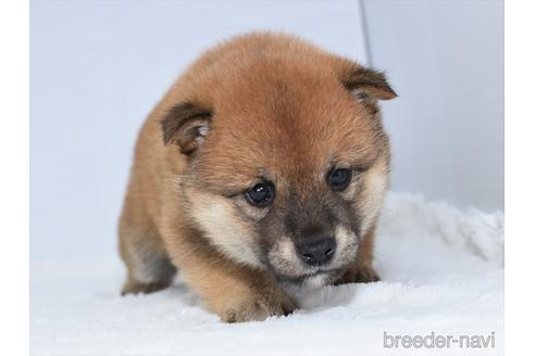 成約済の愛知県の柴犬-159509の2枚目