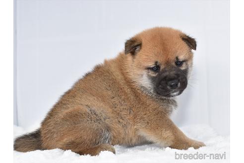 成約済の愛知県の柴犬-159510の5枚目
