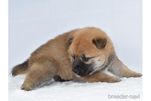 成約済の愛知県の柴犬-159510の3枚目