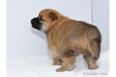 成約済の愛知県の柴犬-159510の2枚目