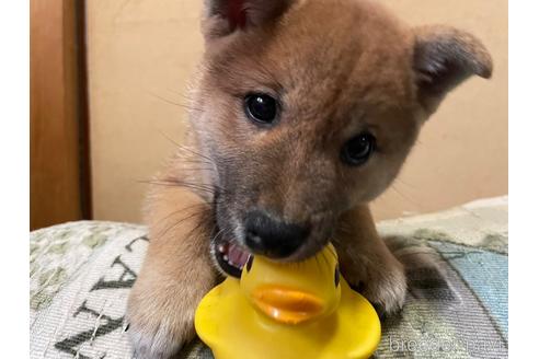 成約済の東京都の柴犬-157153の5枚目