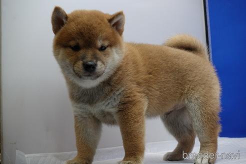 成約済の愛知県の柴犬-158876の13枚目