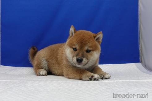 成約済の愛知県の柴犬-158876の12枚目