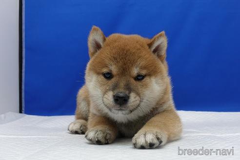 成約済の愛知県の柴犬-158876の11枚目