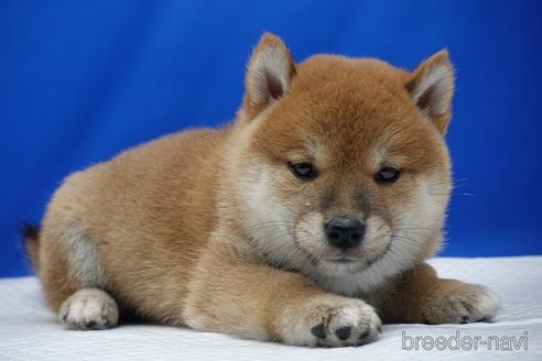 成約済の愛知県の柴犬-158876の10枚目