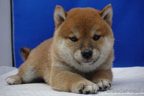 成約済の愛知県の柴犬-158876の8枚目