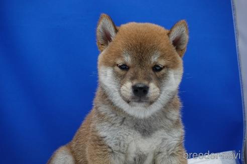 成約済の愛知県の柴犬-158870の13枚目