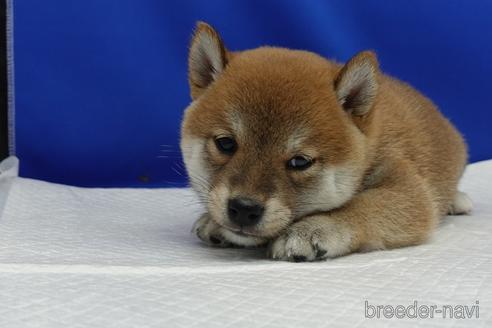 成約済の愛知県の柴犬-158870の12枚目