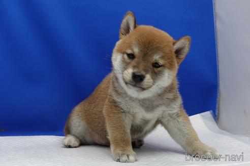成約済の愛知県の柴犬-158870の11枚目