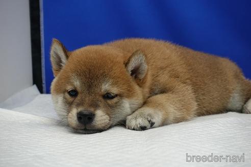 成約済の愛知県の柴犬-158870の10枚目