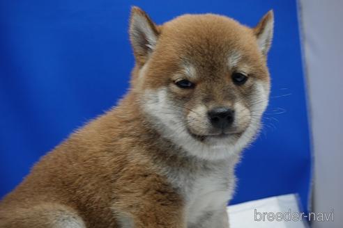 成約済の愛知県の柴犬-158870の8枚目