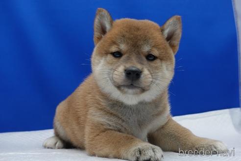 成約済の愛知県の柴犬-158846の3枚目