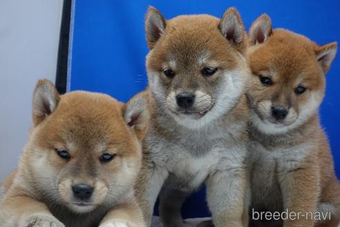成約済の愛知県の柴犬-158846の4枚目