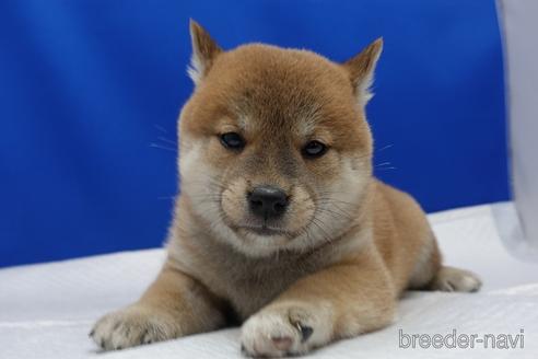 成約済の愛知県の柴犬-158846の1枚目