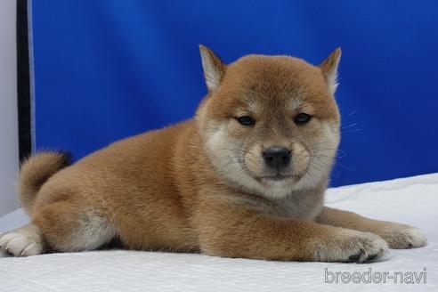成約済の愛知県の柴犬-158846の5枚目