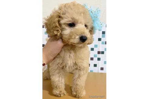 成約済の茨城県のトイプードル-157500の4枚目