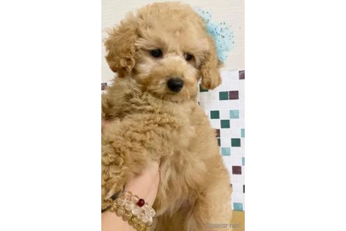 成約済の茨城県のトイプードル-157500の1枚目