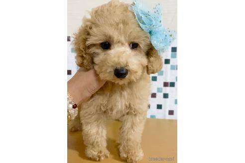 成約済の茨城県のトイプードル-157500の5枚目