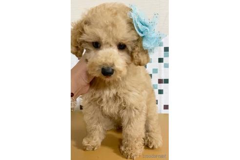 成約済の茨城県のトイプードル-157500の3枚目