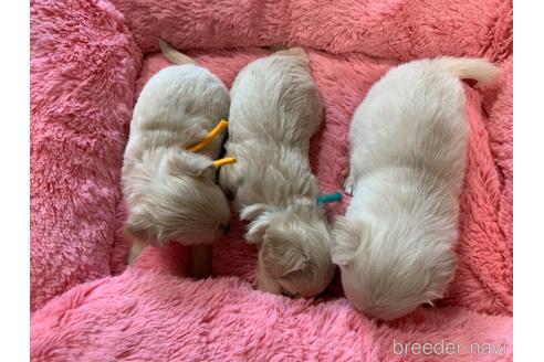 成約済の岐阜県のチワプー:チワワ×トイプードル-159553の5枚目
