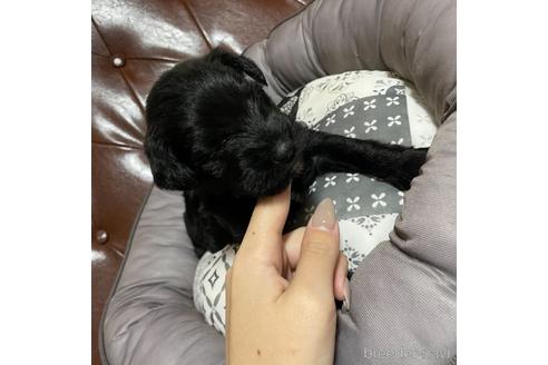 成約済の香川県のミニチュアシュナウザー-159583の11枚目