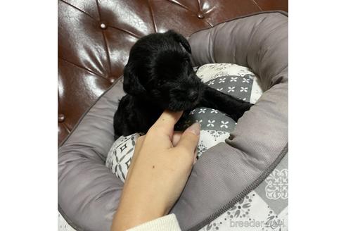 成約済の香川県のミニチュアシュナウザー-159583の12枚目