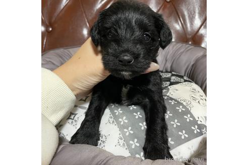 成約済の香川県のミニチュアシュナウザー-159583の13枚目