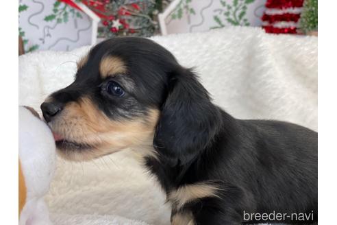 成約済の京都府のミニチュアダックスフンド(ロングヘアード)-159596の6枚目