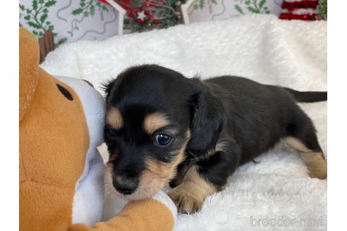 成約済の京都府のミニチュアダックスフンド(ロングヘアード)-159596の2枚目