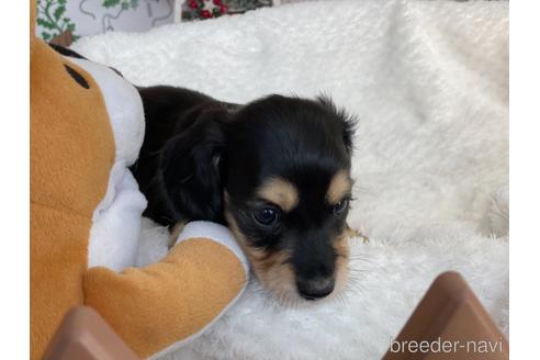 成約済の京都府のミニチュアダックスフンド(ロングヘアード)-159596の3枚目