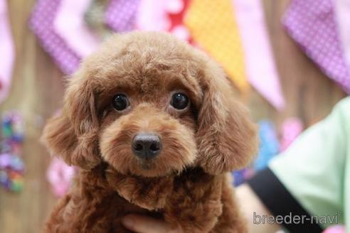 成約済の滋賀県のトイプードル-159600の7枚目