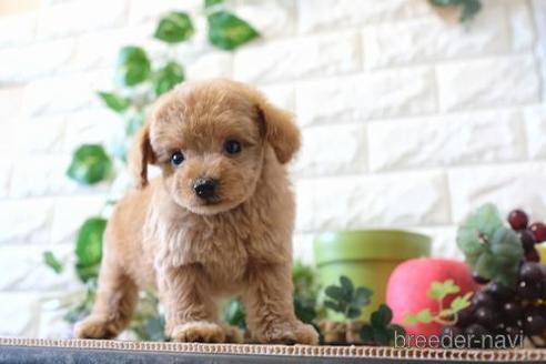 成約済の滋賀県のトイプードル-157673の4枚目