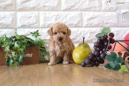 成約済の滋賀県のトイプードル-157673の3枚目