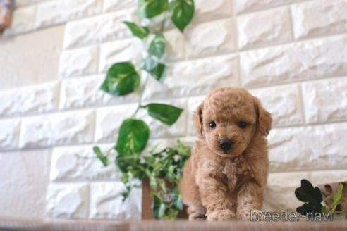 成約済の滋賀県のトイプードル-157673の2枚目