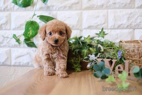 成約済の滋賀県のトイプードル-157679の4枚目