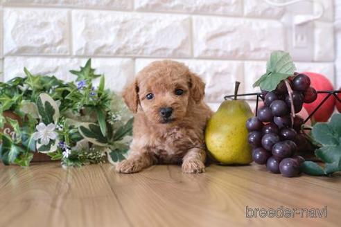 成約済の滋賀県のトイプードル-157679の3枚目
