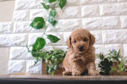 成約済の滋賀県のトイプードル-157679の2枚目