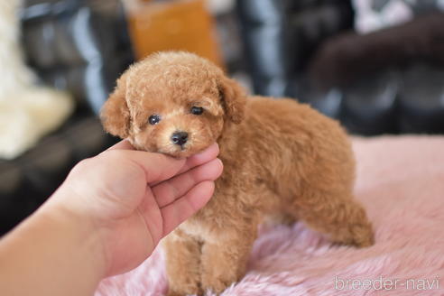 成約済の茨城県のティーカッププードル-158586の6枚目