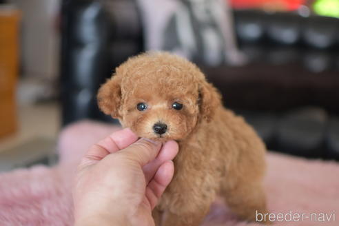 成約済の茨城県のティーカッププードル-158586の5枚目