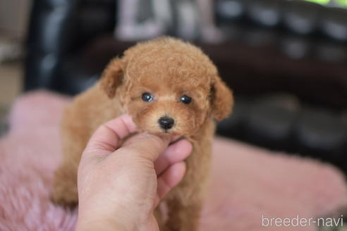 成約済の茨城県のティーカッププードル-158586の4枚目