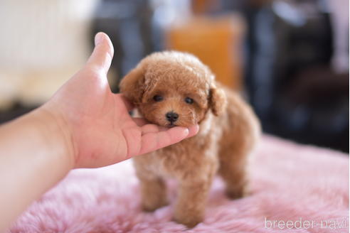 成約済の茨城県のティーカッププードル-158586の3枚目