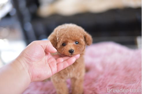 成約済の茨城県のティーカッププードル-158586の1枚目