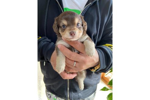 成約済の静岡県のチワックス:チワワ×ミニチュアダックスフンド-159611の2枚目