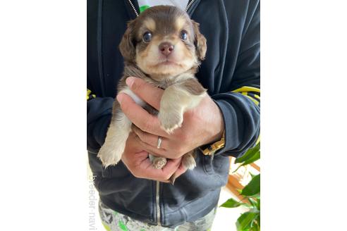 成約済の静岡県のチワックス:チワワ×ミニチュアダックスフンド-159611