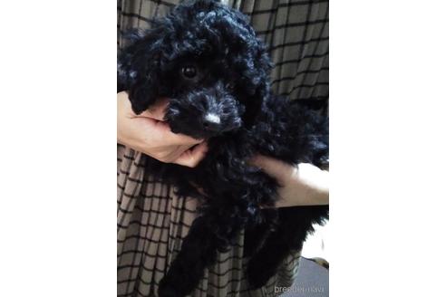 成約済の埼玉県のトイプードル-152362の4枚目