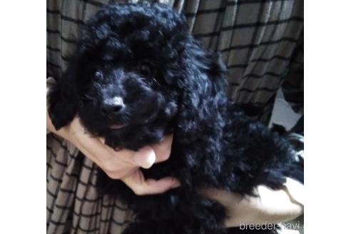成約済の埼玉県のトイプードル-152362の3枚目
