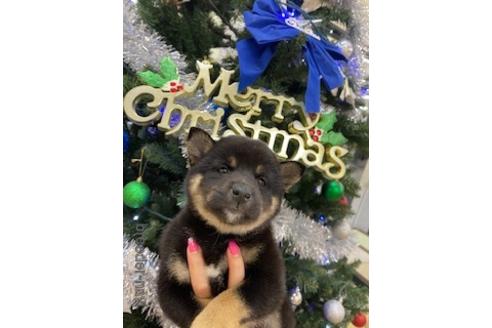 成約済の北海道の柴犬-159621の8枚目