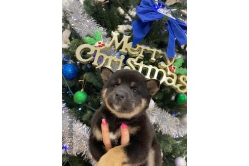 成約済の北海道の柴犬-159621の7枚目