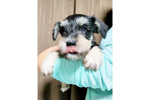 成約済の埼玉県のミニチュアシュナウザー-153103の2枚目